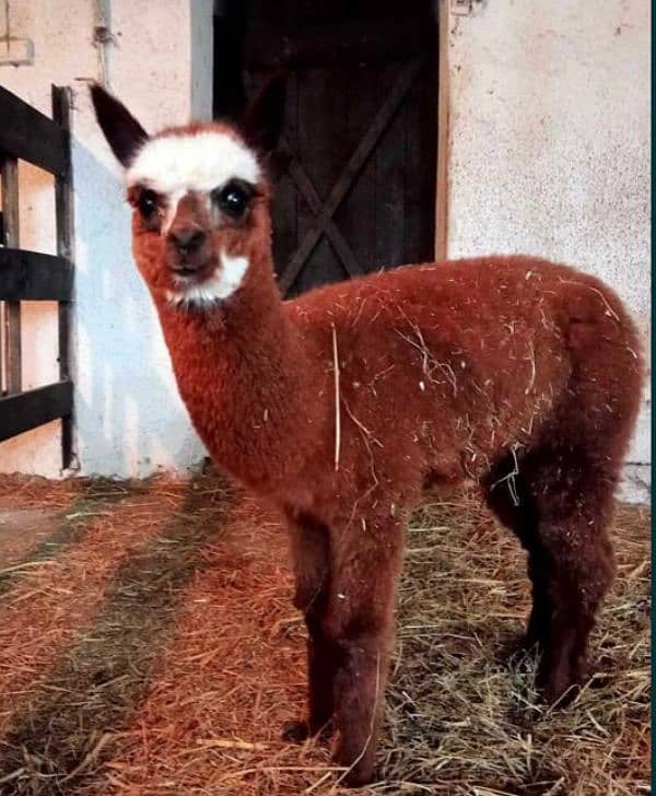 Imported Alpaca camels available for booking 15