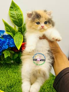 Persian Kittens |Calico white|Triple Coated|Punch face