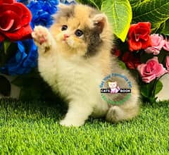 Persian Kittens |Calico white|Triple Coated|Punch face