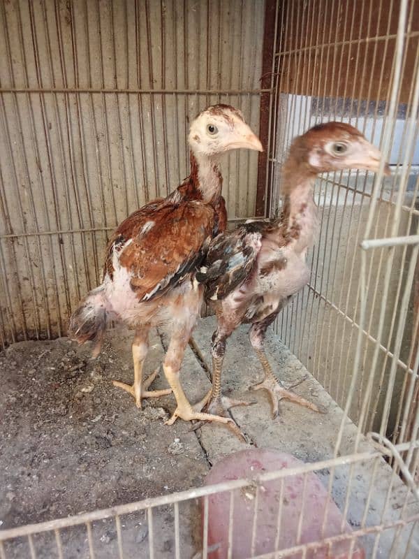 pure Sindhi Aseel pathe pair age 3 month each 1500 0