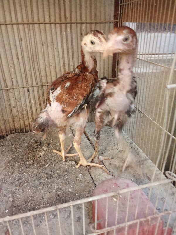 pure Sindhi Aseel pathe pair age 3 month each 1500 1