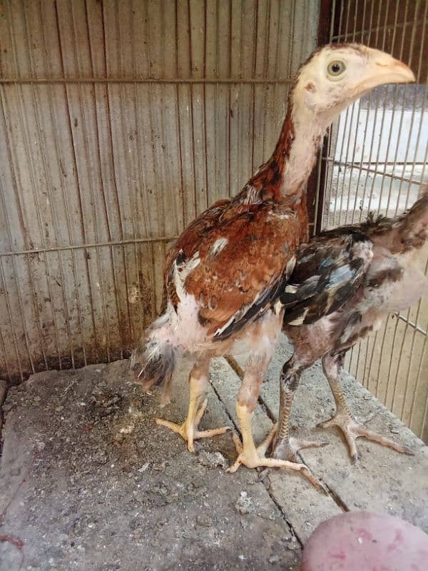 pure Sindhi Aseel pathe pair age 3 month each 1500 4