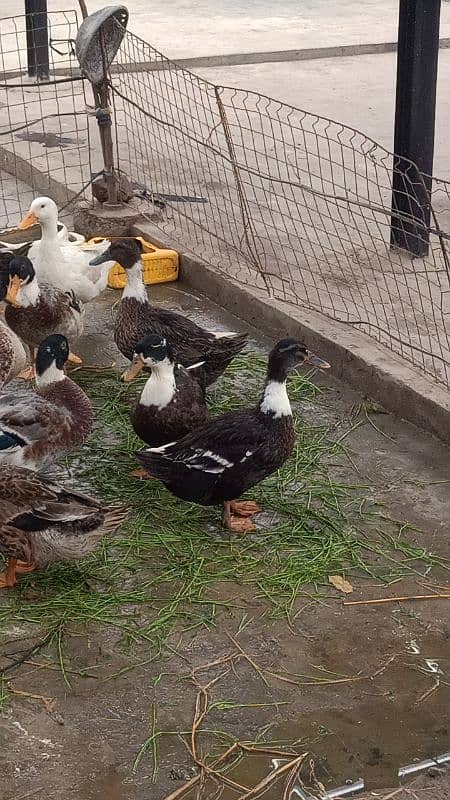 Ducks eggs / low price / eggs 5