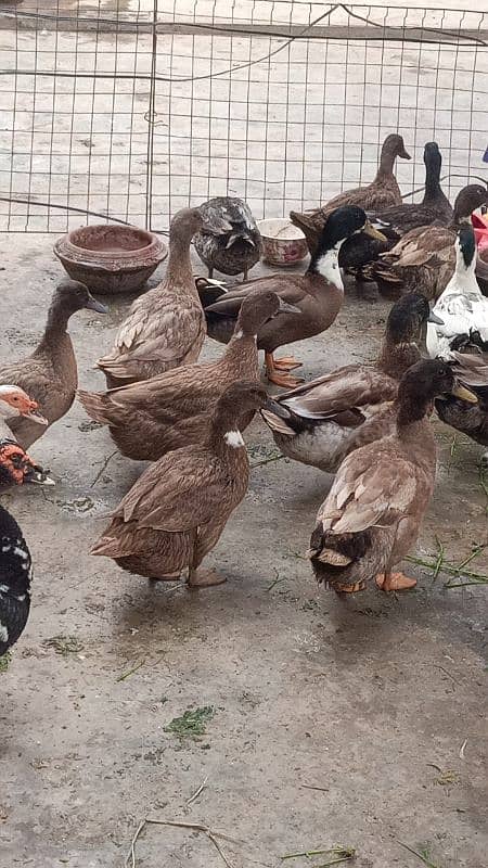 Ducks eggs / low price / eggs 7