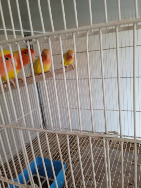 albino red eyes,creamino,dacino,green online,lotino 0