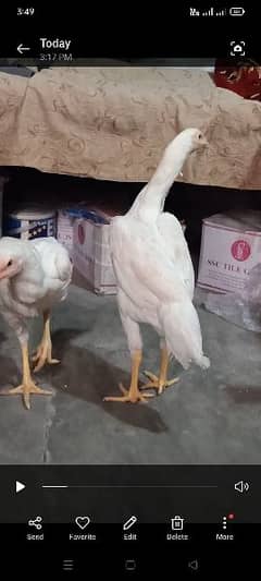 white shamo female 03134417502