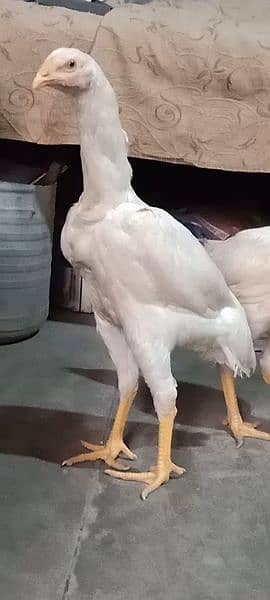 white shamo female 03134417502 2