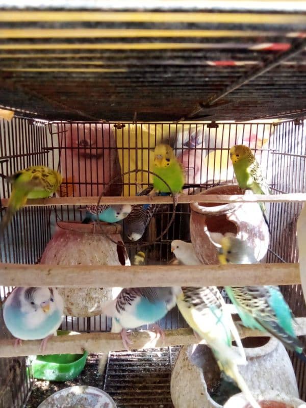 Australian parrots with cage for sell 0