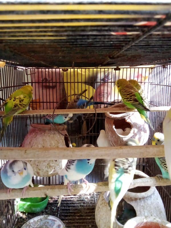 Australian parrots with cage for sell 1