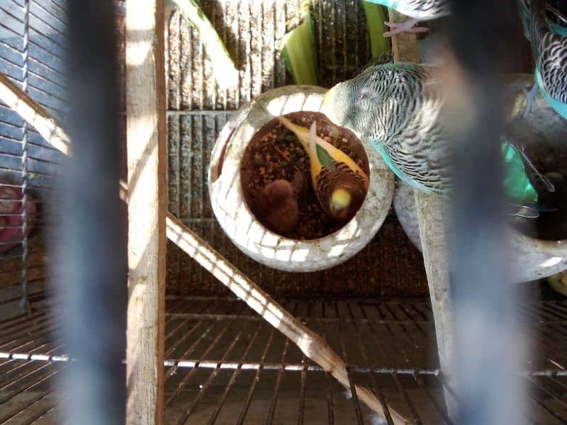 Australian parrots with cage for sell 2