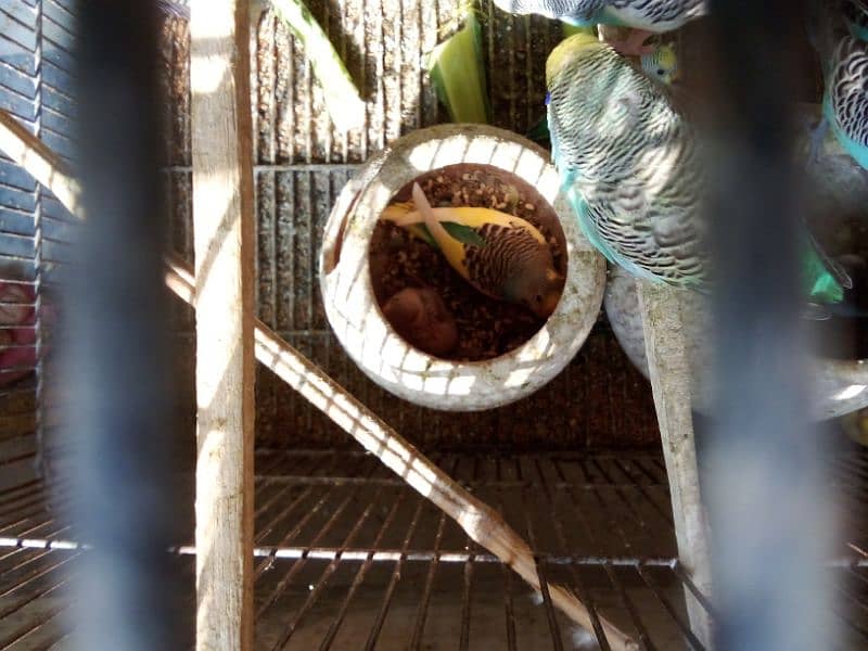 Australian parrots with cage for sell 3