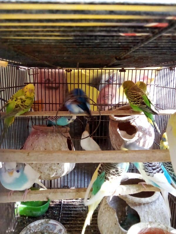 Australian parrots with cage for sell 4