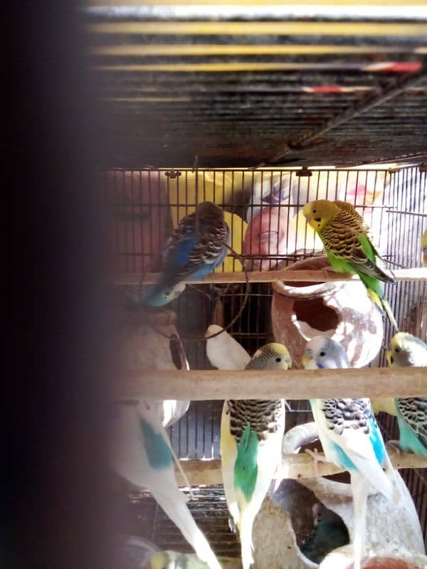 Australian parrots with cage for sell 5