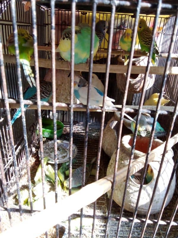 Australian parrots with cage for sell 6