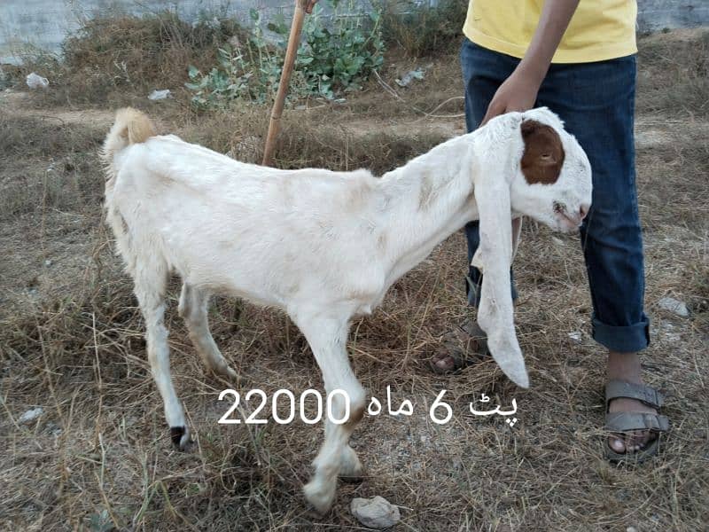 home breed بکرے اور پٹیں 2