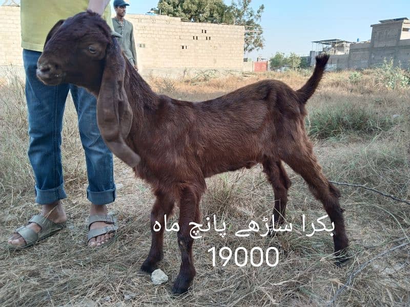 home breed بکرے اور پٹیں 5