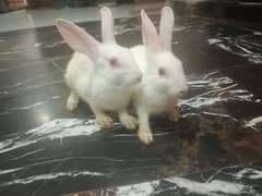 Cute active red eyes rabbit payer  :10 % sale