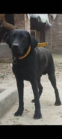 labra dog female 1.5 years pedigree bredder male microchip