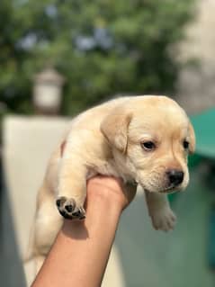 Labrador