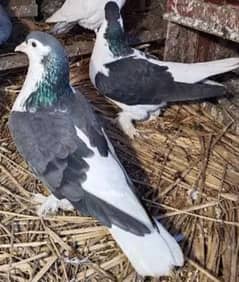 Breeder pair of Lahori sherazi German blood