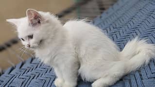 Pershian cat white colour male kitten 3 months age healthy and active