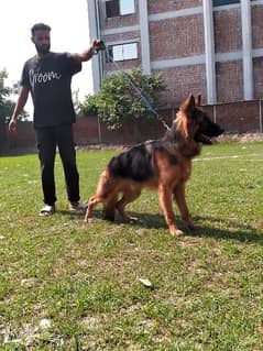 German shepherd long coat king size male