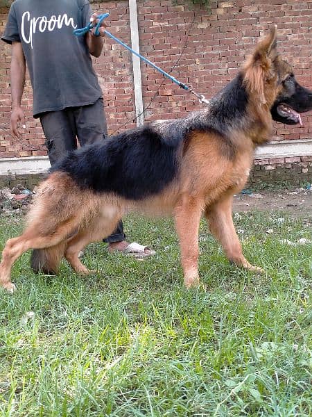 German shepherd long coat king size male 2