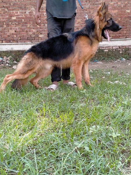 German shepherd long coat king size male 3