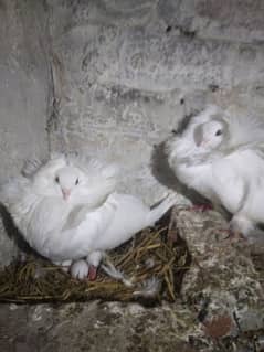 Jacobin Pigeon Breeder Pair