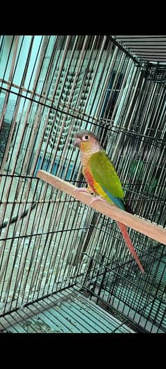 painappall cunor. . geren chiks with D. N. A, Parrot available for sale