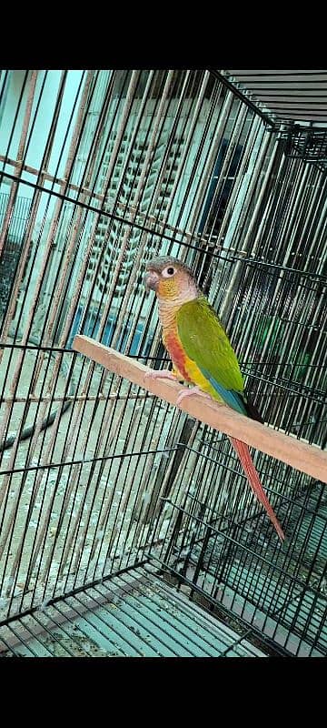 painappall cunor. . geren chiks with D. N. A, Parrot available for sale 0