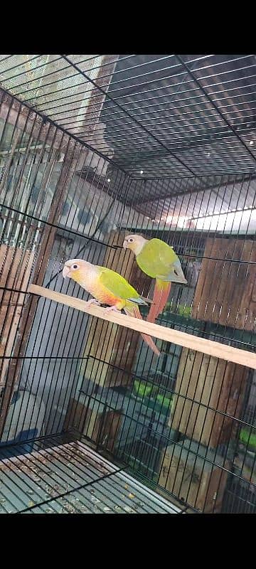 painappall cunor. . geren chiks with D. N. A, Parrot available for sale 1