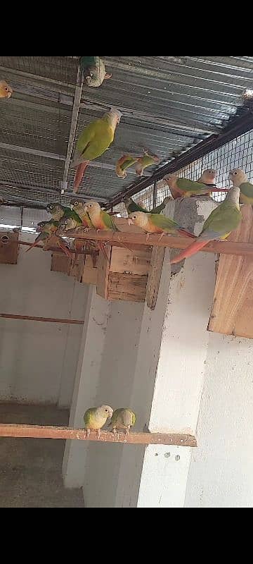 painappall cunor. . geren chiks with D. N. A, Parrot available for sale 2