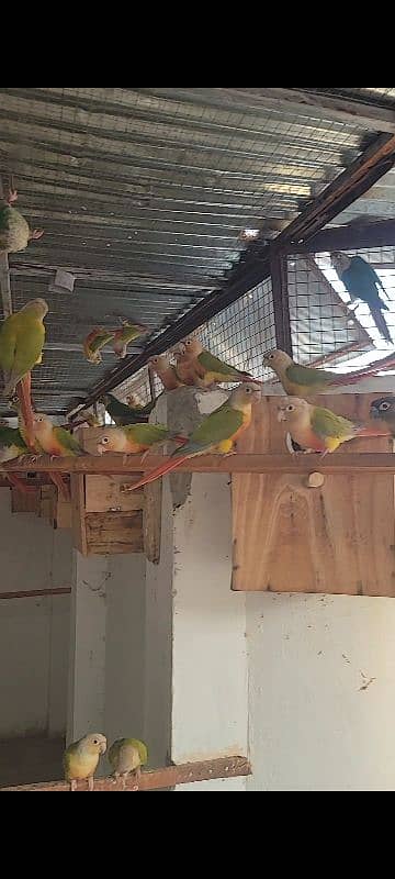 painappall cunor. . geren chiks with D. N. A, Parrot available for sale 3