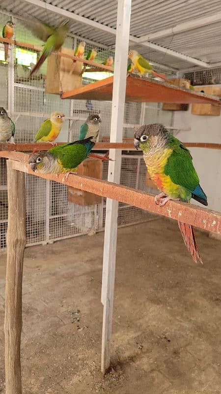 painappall cunor. . geren chiks with D. N. A, Parrot available for sale 4