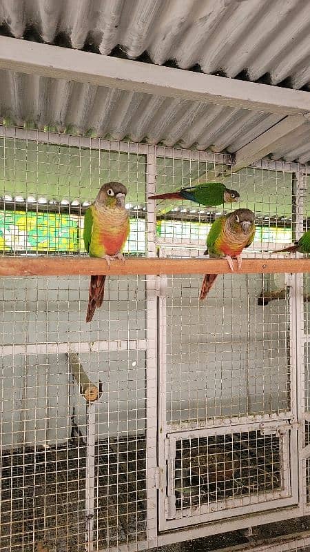 painappall cunor. . geren chiks with D. N. A, Parrot available for sale 5