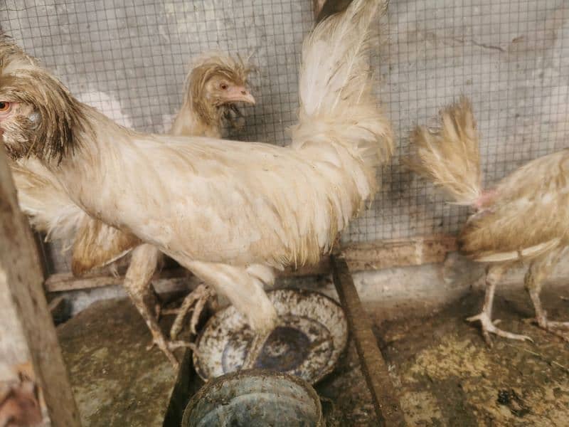 White Polish Hens age 10 months 1