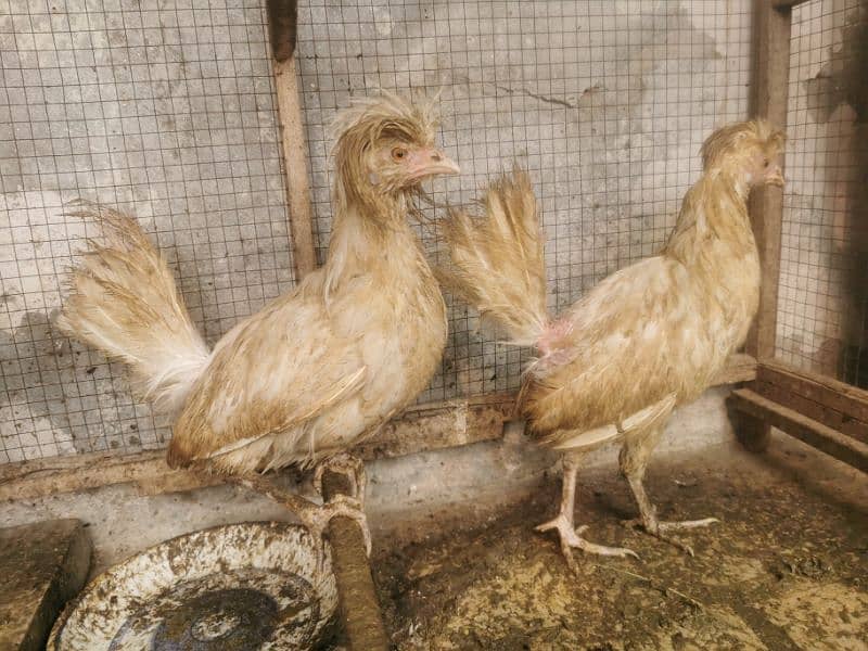 White Polish Hens age 10 months 3