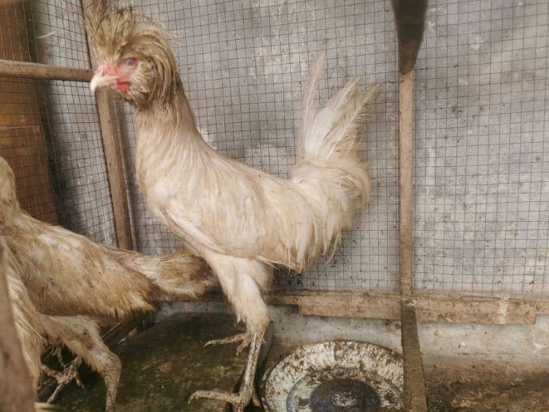 White Polish Hens age 10 months 4