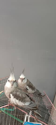 3 cockatiel for sale (No Cargo)