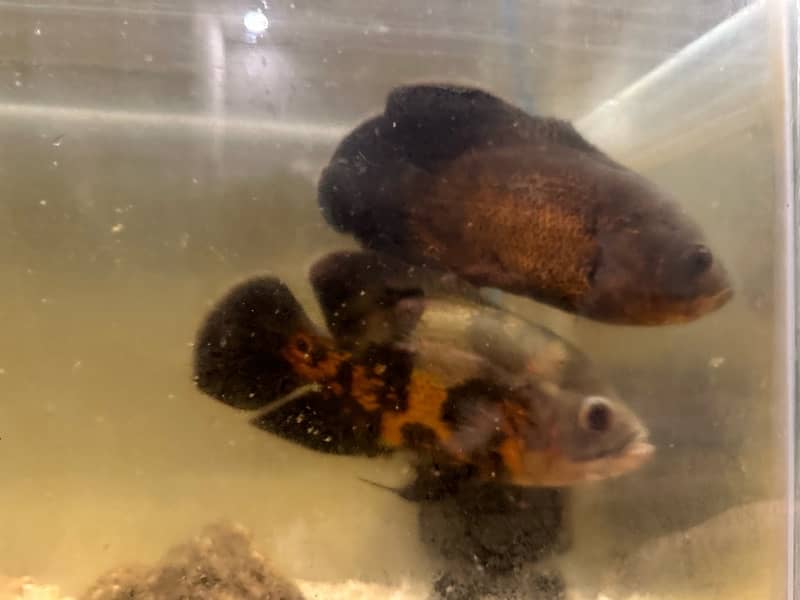 Fish Oscar 6inch pair for sale 3