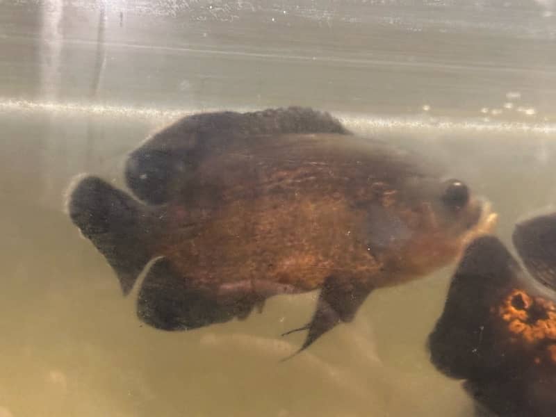 Fish Oscar 6inch pair for sale 6