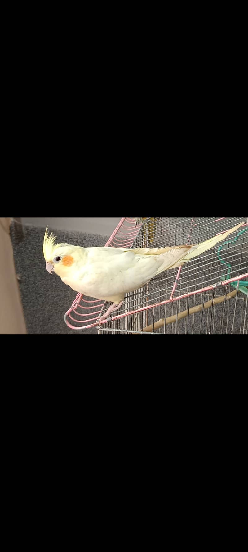 3 cockatiel for sale 2