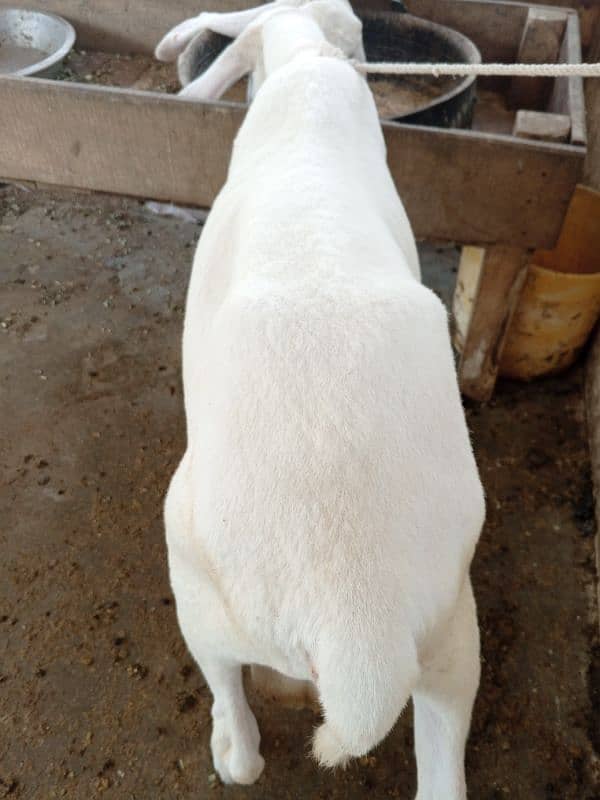 pure gulabi  larkana male sheep's jori 0