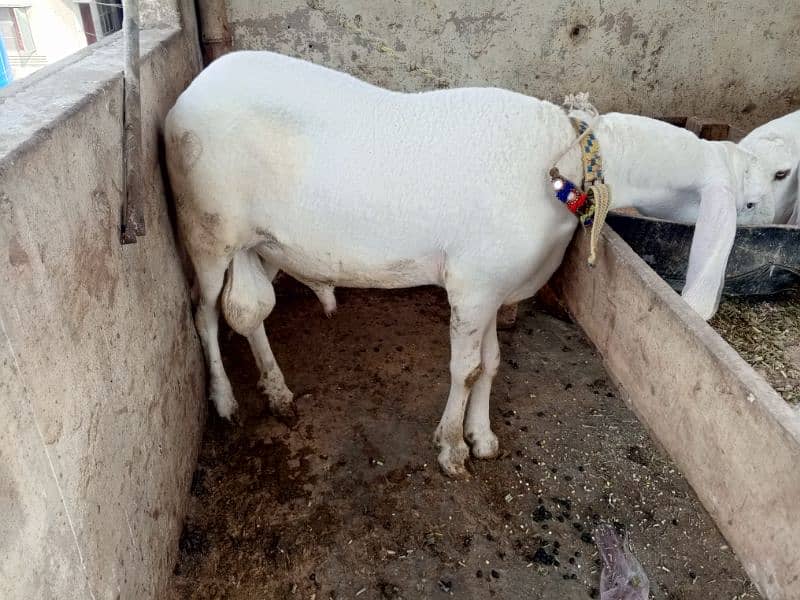 pure gulabi  larkana male sheep's jori 2