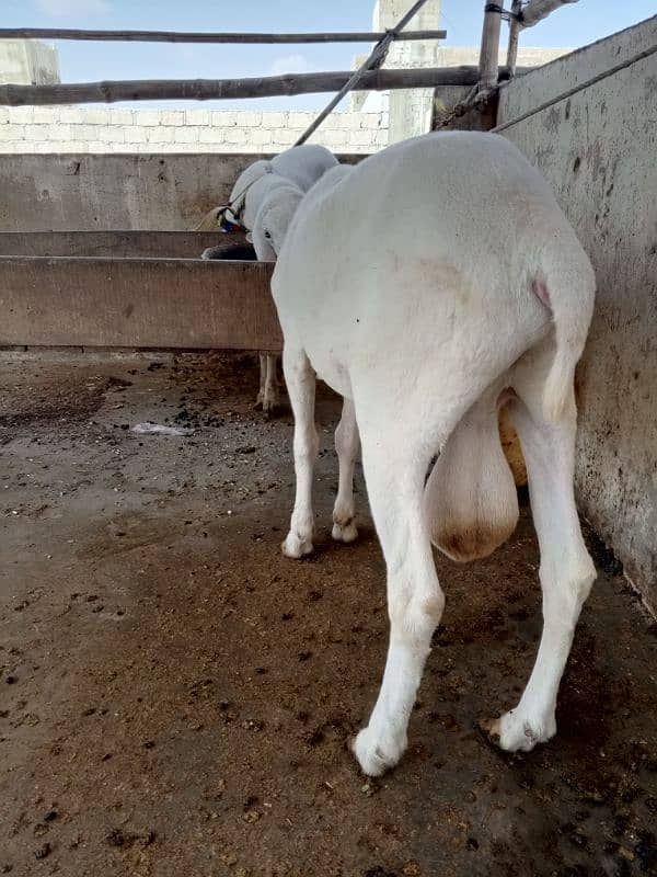 pure gulabi  larkana male sheep's jori 6