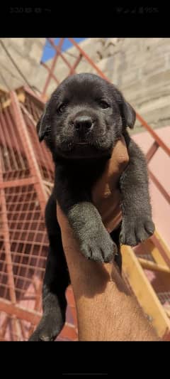 Labrador retriever puppies female available