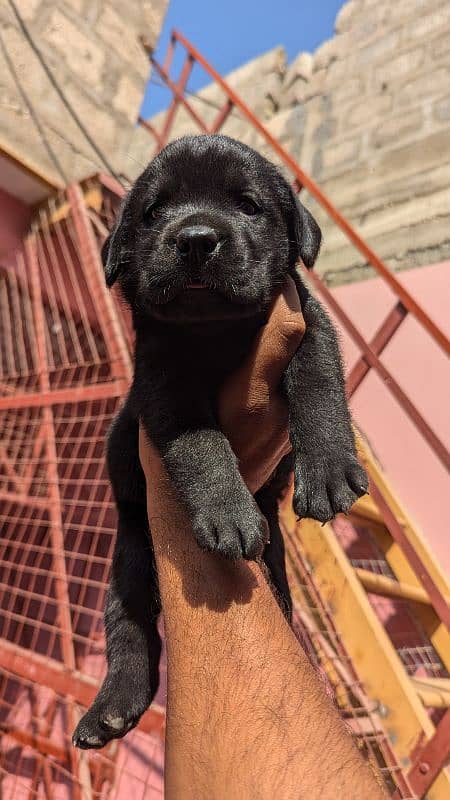 Labrador retriever puppies female available 2