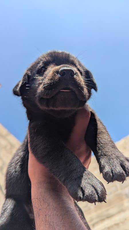 Labrador retriever puppies female available 3