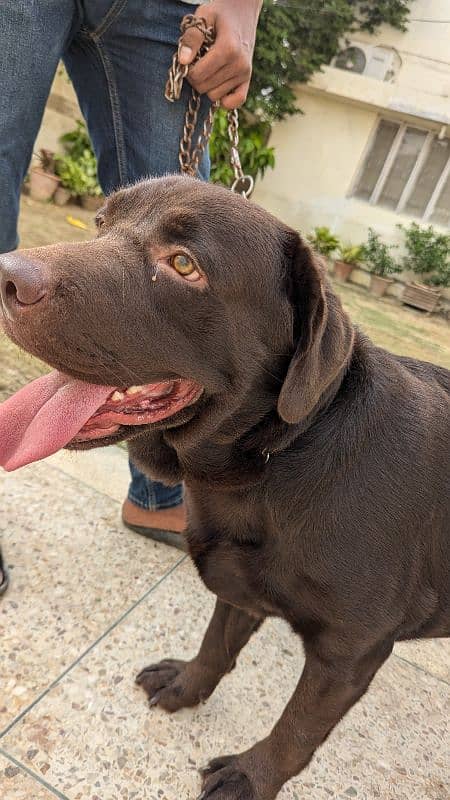 Labrador retriever puppies female available 6